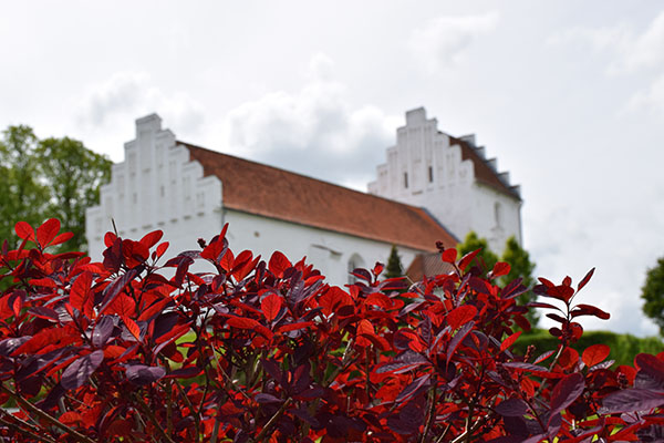 Hvalsø Kirke og rød busk