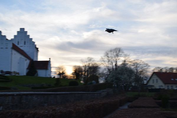 Fugl flyver henover Hvalsø Kirkegård