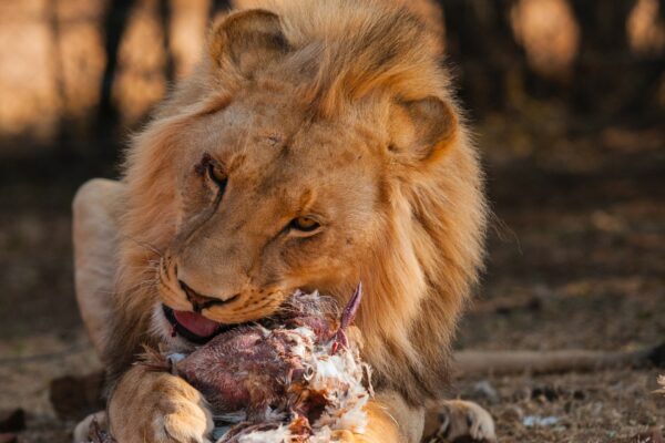 Løve spiser